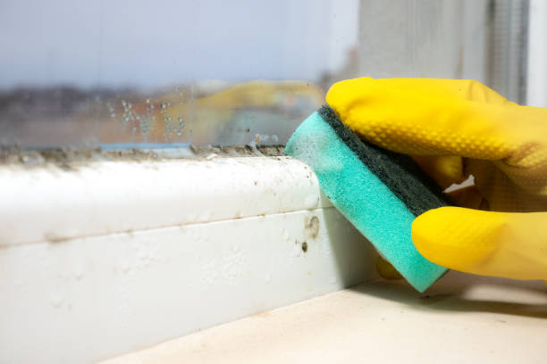 Best Certified Mold Removal  in Lexington, NC